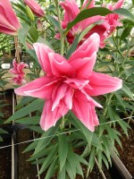 [5307 Elena No02.JPG]